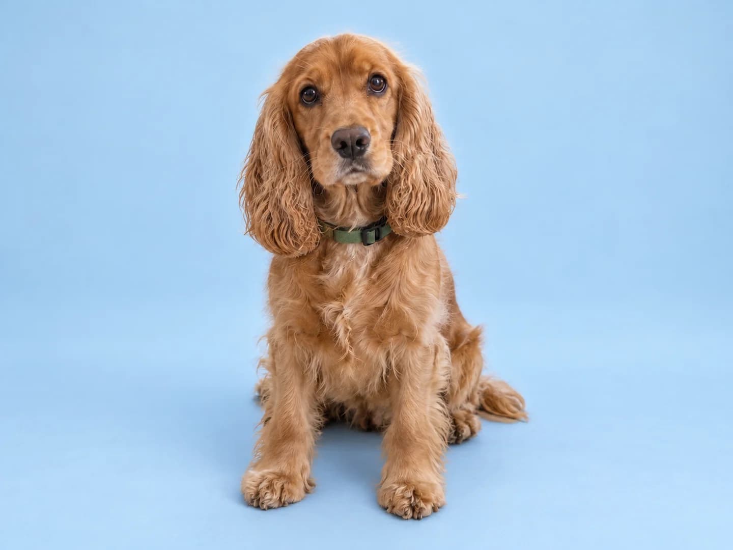 The same golden cocker spaniel against a pale blue studio backdrop