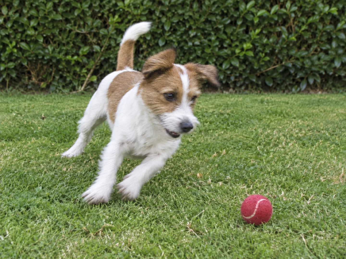 The same playful terrier with more defined face and paw edges