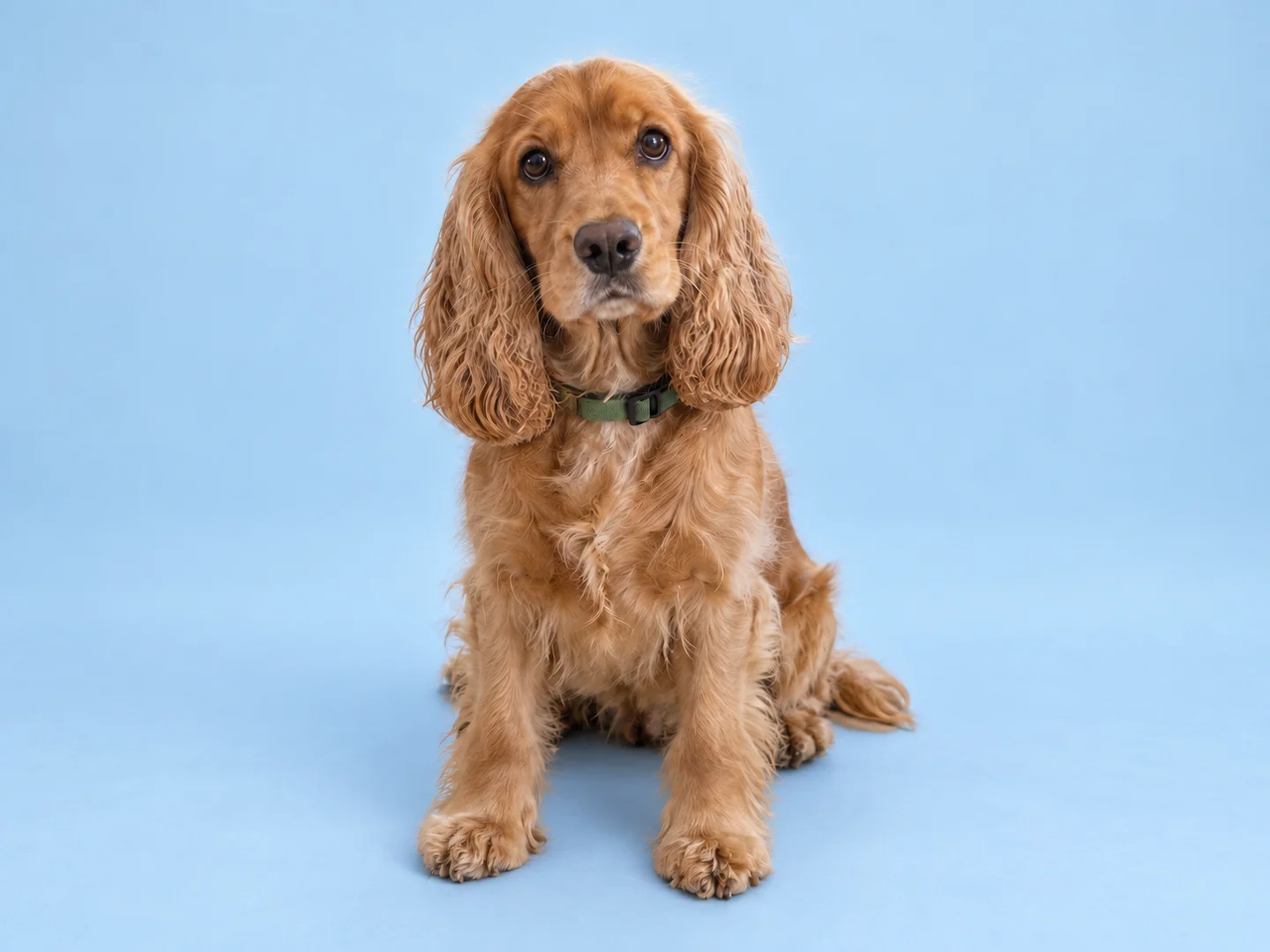 The same golden cocker spaniel against a pale blue studio backdrop