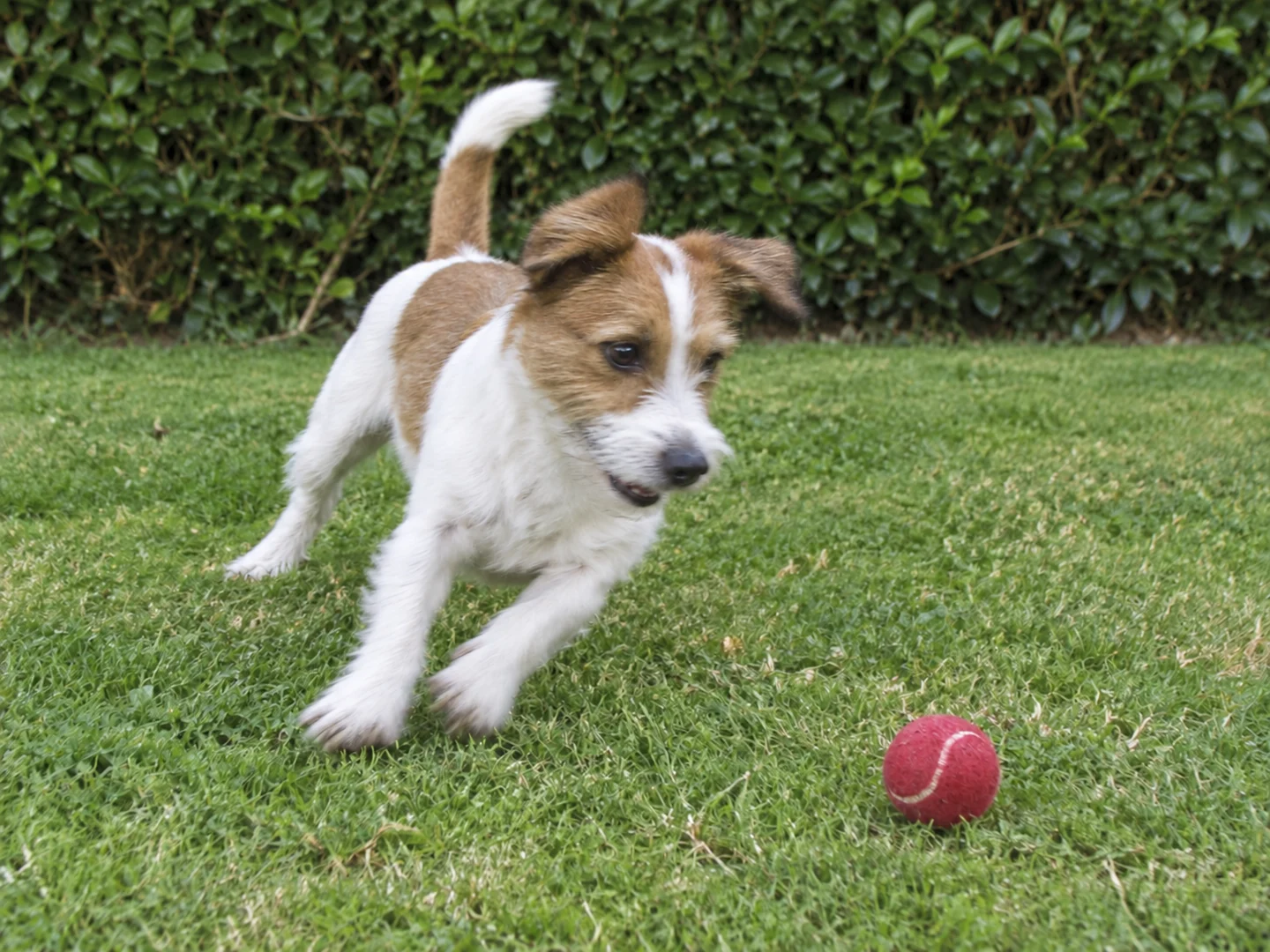 The same playful terrier with more defined face and paw edges