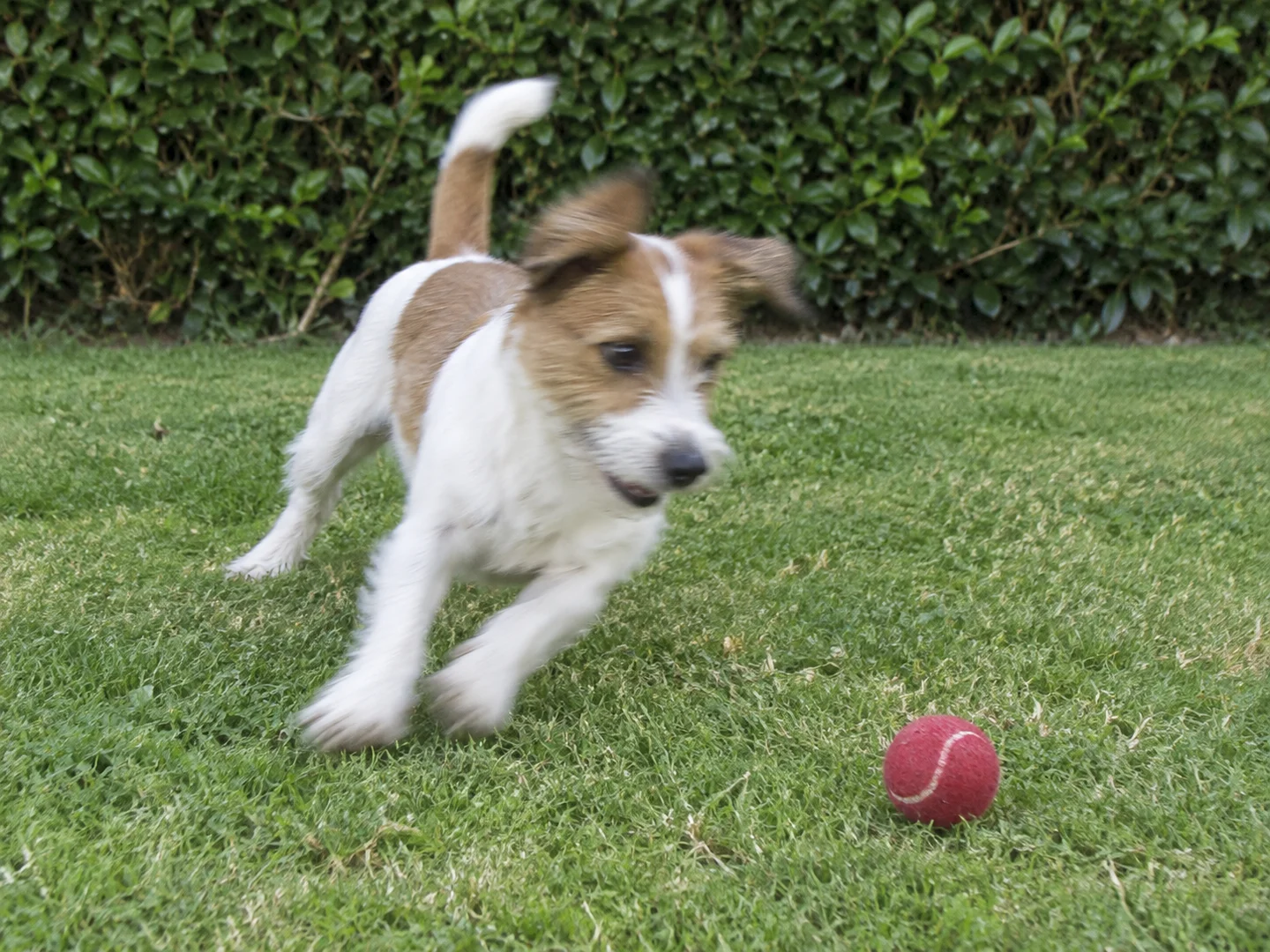 Terrier turning toward a red ball with slight motion blur around its head and paws
